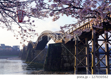 錦帯橋の桜2369 錦帯橋の桜2369 127030562