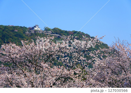 岩国城   桜　2408 127030566