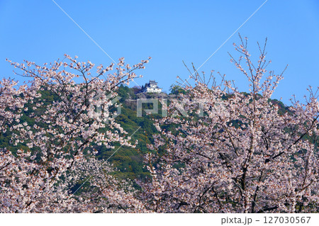 岩国城 桜 2410 岩国城 桜 2410 127030567
