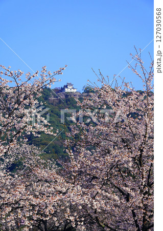 岩国城   桜　2414 127030568