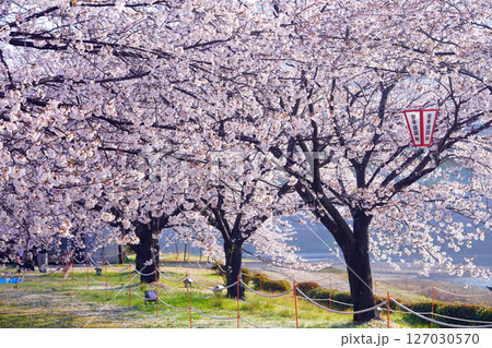 桜2421 127030570
