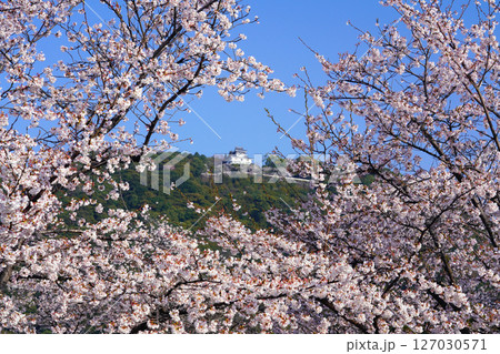 岩国城 桜 2473 岩国城 桜 2473 127030571