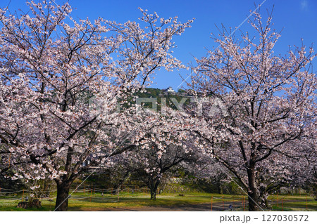 岩国城   桜　2441 127030572