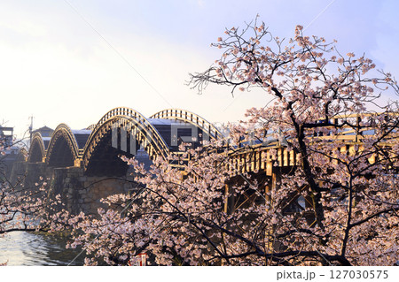 錦帯橋の桜9227 錦帯橋の桜9227 127030575