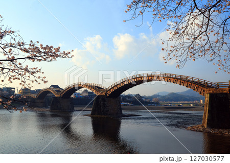 錦帯橋の桜9251 錦帯橋の桜9251 127030577