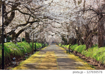 徳佐のしだれ桜 9003 127030578