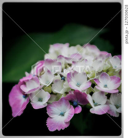 色付き始めた紫陽花 127030628