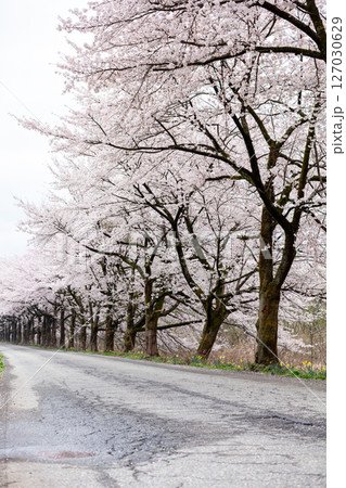 【夏井の千本桜】どこまでも続く見頃を迎えた桜並木 【夏井の千本桜】どこまでも続く見頃を迎えた桜並木 127030629