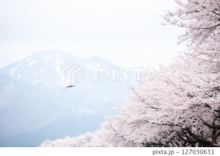 【夏井の千本桜】どこまでも続く見頃を迎えた桜並木 127030631