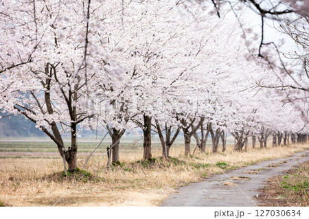 【夏井の千本桜】どこまでも続く見頃を迎えた桜並木 【夏井の千本桜】どこまでも続く見頃を迎えた桜並木 127030634