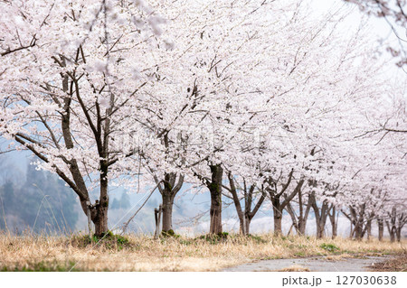 【夏井の千本桜】どこまでも続く見頃を迎えた桜並木 【夏井の千本桜】どこまでも続く見頃を迎えた桜並木 127030638