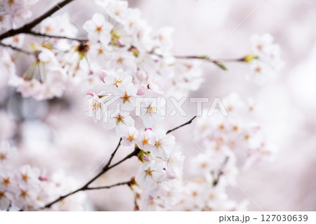 【夏井の千本桜】どこまでも続く見頃を迎えた桜並木 127030639