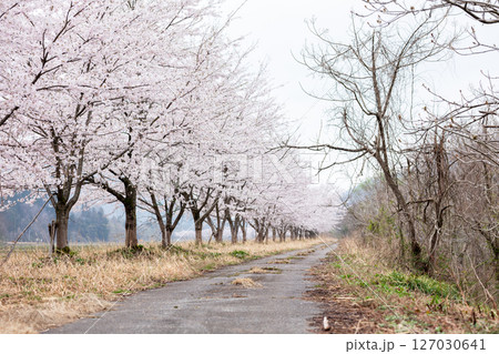 【夏井の千本桜】どこまでも続く見頃を迎えた桜並木 【夏井の千本桜】どこまでも続く見頃を迎えた桜並木 127030641