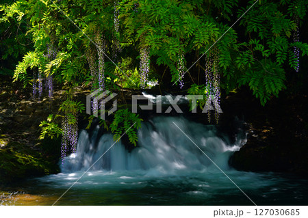 一貫野の藤4203 127030685