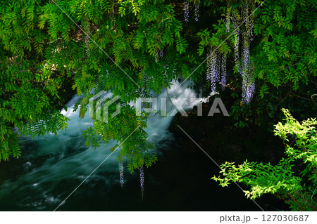 一貫野の藤4232 一貫野の藤4232 127030687