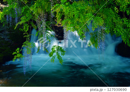 一貫野の藤4313 127030690