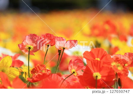 ポピー9595 127030747