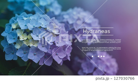 青から紫、そして淡い黄色のアジサイと背景はぼかし 127030766