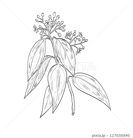 Cinnamomum Cassia or Chinese Cinnamon Flowering Plant Drawing 127030840