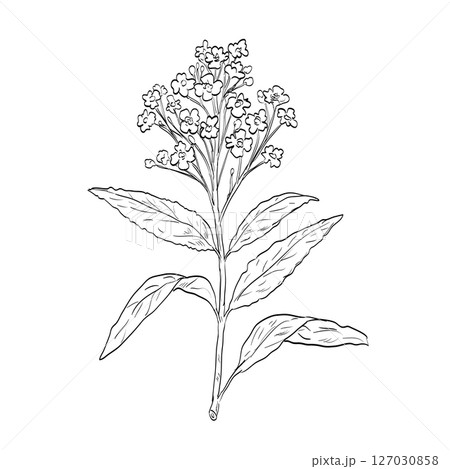 Horseradish or Armoracia Rusticana Flowering Plant Drawing 127030858