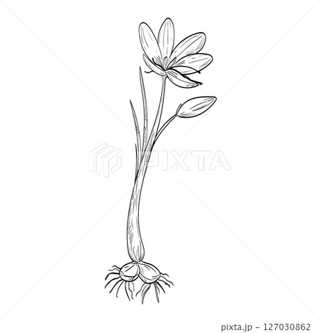 Crocus Sativus Saffron Crocus or Autumn Crocus Drawing Crocus Sativus Saffron Crocus or Autumn Crocus Drawing 127030862
