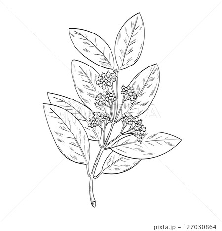 Allspice or Jamaica Pepper Pimenta Dioica Plant Drawing 127030864
