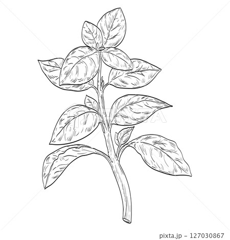 Basil or Ocimum Basilicum Plant Drawing 127030867