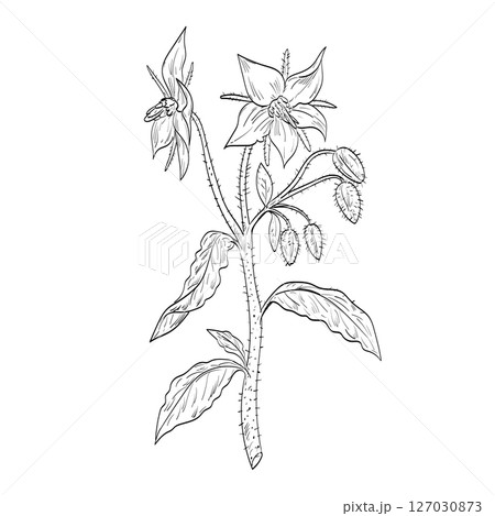 Borage Borago Officinalis or Starflower Flowering Plant Drawing 127030873