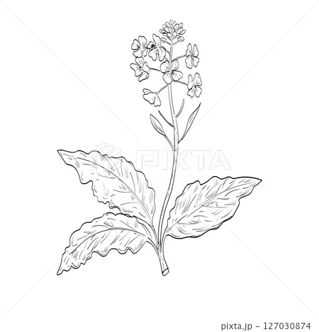 Brassica Juncea or Brown Mustard Flowering Plant Drawing 127030874