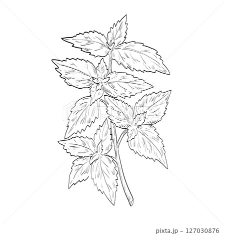 Nepeta Cataria Catnip or Catmint Plant Drawing 127030876