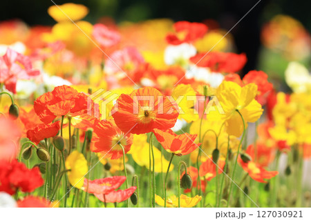 ポピー9579 127030921