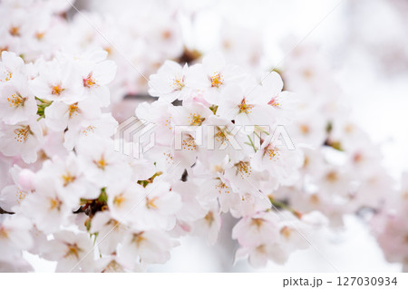 【夏井の千本桜】どこまでも続く見頃を迎えた桜並木 【夏井の千本桜】どこまでも続く見頃を迎えた桜並木 127030934