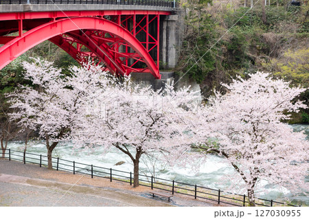 【道の駅胎内】河川敷に咲く桜並木と赤い橋 【道の駅胎内】河川敷に咲く桜並木と赤い橋 127030955