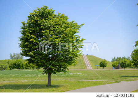 もりの山と青空 127031192