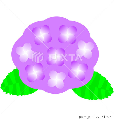 梅雨や初夏を彩る紫陽花の花のかわいらしいイラスト素材 127031207