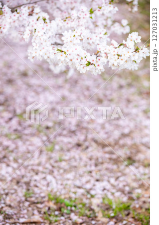【水道山公園】夕方の公園に咲く桜 【水道山公園】夕方の公園に咲く桜 127031213