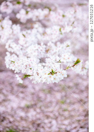 【水道山公園】夕方の公園に咲く桜 127031216