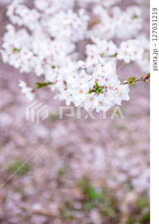 【水道山公園】夕方の公園に咲く桜 【水道山公園】夕方の公園に咲く桜 127031219