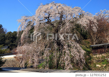 弾正糸桜（しだれ桜）4514 127031252