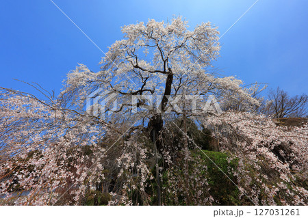 弾正糸桜(しだれ桜)9295 弾正糸桜(しだれ桜)9295 127031261