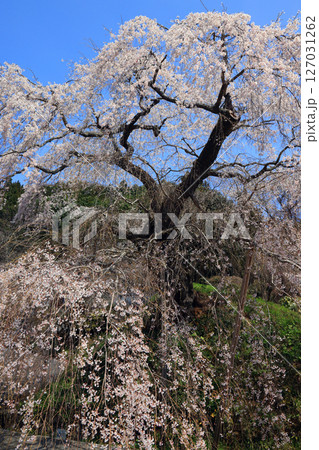 弾正糸桜(しだれ桜)9308 弾正糸桜(しだれ桜)9308 127031262