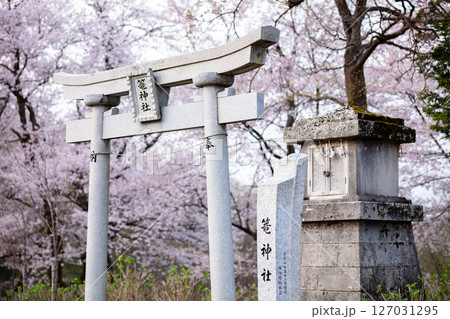 【水道山公園】夕方の桜が咲く公園の神社 127031295