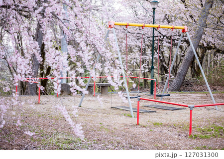 【水道山公園】夕方の桜が咲く公園とブランコ 【水道山公園】夕方の桜が咲く公園とブランコ 127031300