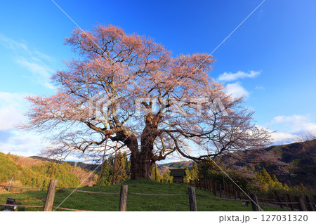 醍醐桜8893 醍醐桜8893 127031320