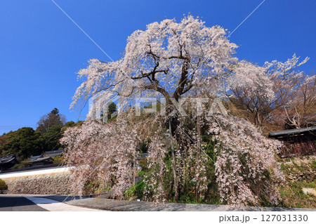 弾正糸桜（しだれ桜）9385 127031330