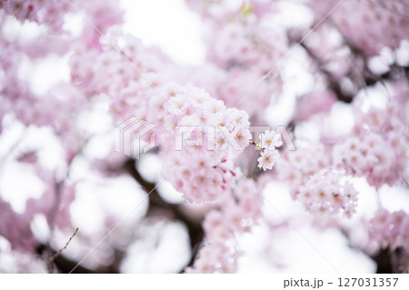 【水道山公園】夕方の公園に咲く桜 【水道山公園】夕方の公園に咲く桜 127031357