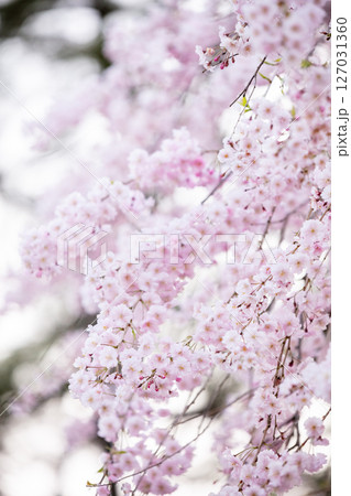 【水道山公園】夕方の公園に咲く桜 127031360
