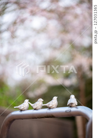 【水道山公園】夕方の桜が咲く公園の可愛い車止め 【水道山公園】夕方の桜が咲く公園の可愛い車止め 127031365