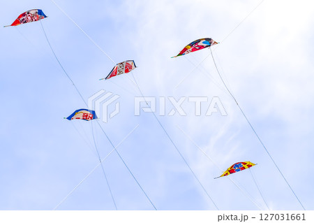 白根大凧合戦 2025 巻凧 白根大凧合戦 2025 巻凧 127031661