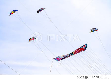 白根大凧合戦 2025 大凧と巻凧 白根大凧合戦 2025 大凧と巻凧 127031666